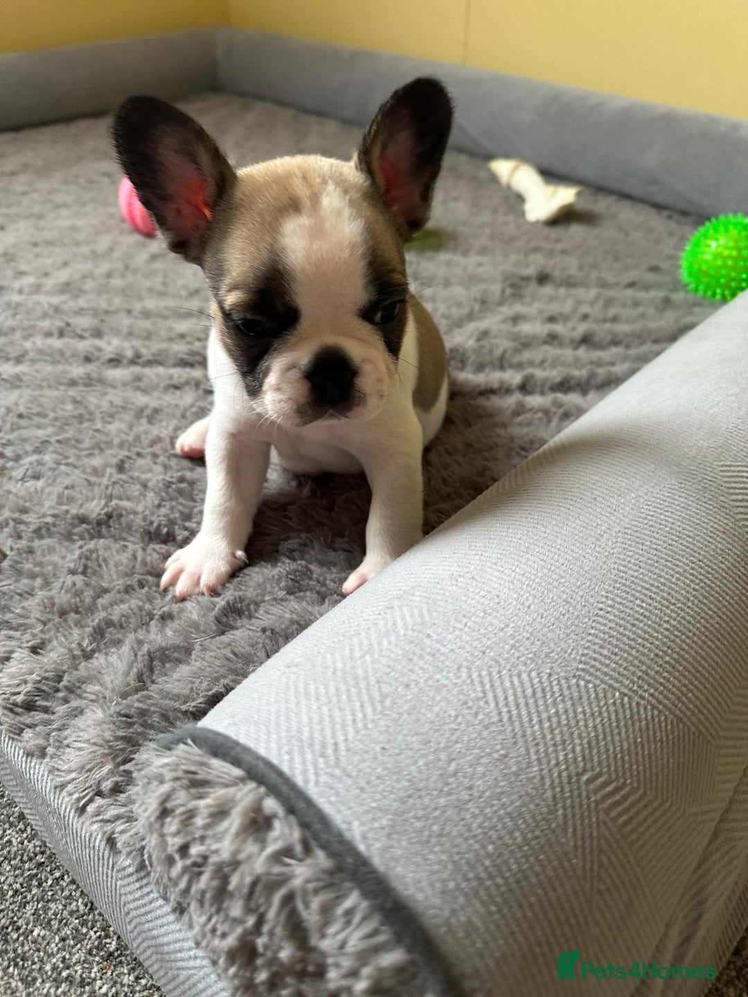 French Bulldog dogs for sale: Amazing french bulldog  - Image 16