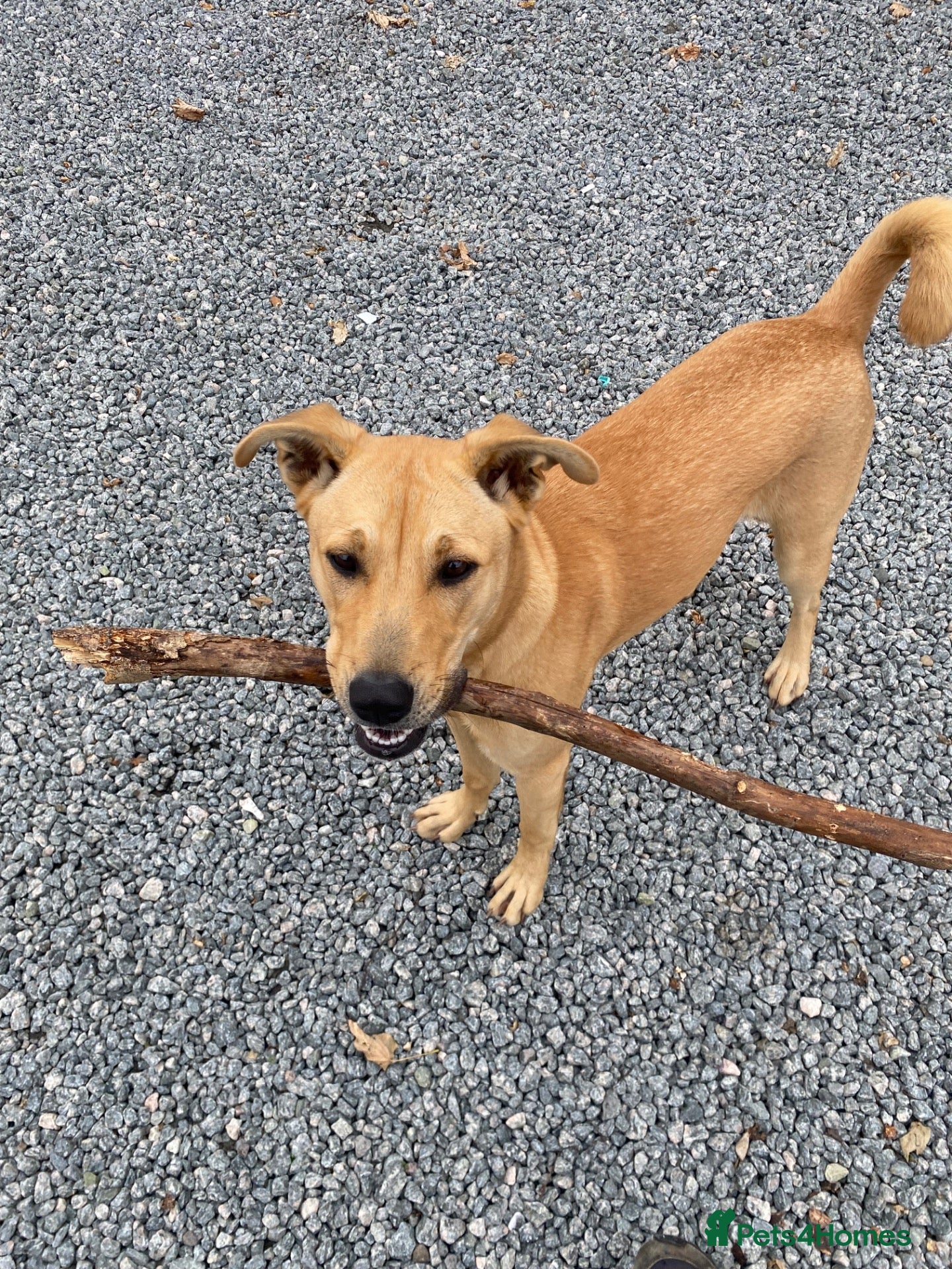 Mixed Breed dogs Nala  - Advert 9