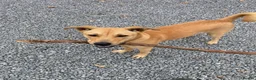 Mixed Breed dogs for sale: Nala  in Alton - Advert 1