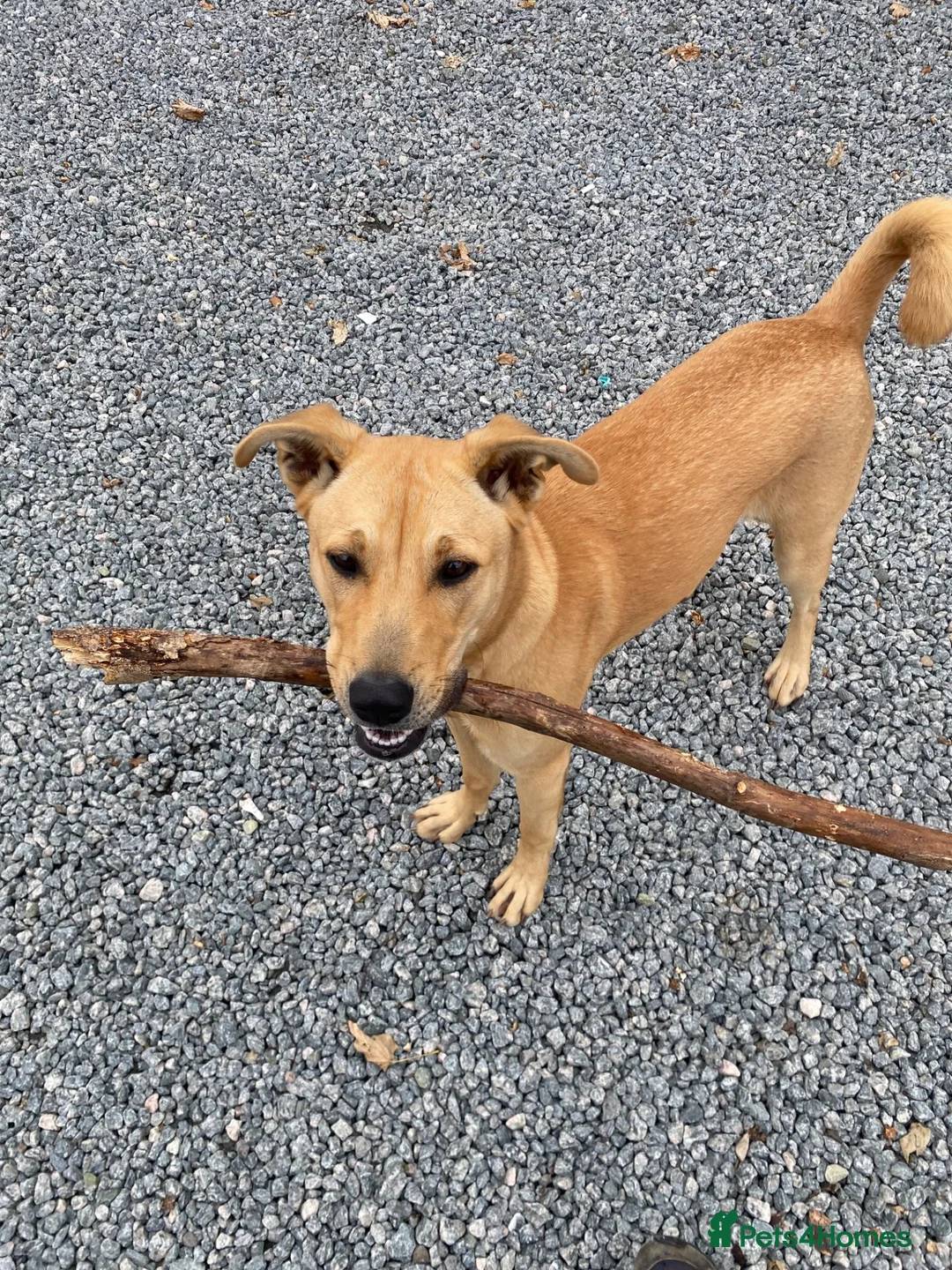 Mixed Breed dogs for sale: Nala  in Alton - Advert 1