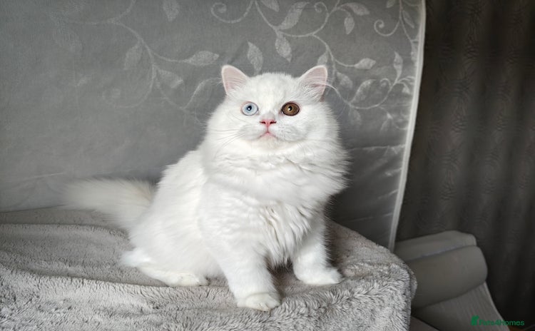 Scottish Fold cats in Huntly - Advert 2