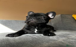 French Bulldog dogs for sale: KC, standard colours French Bulldog puppies🐾 - Image 23