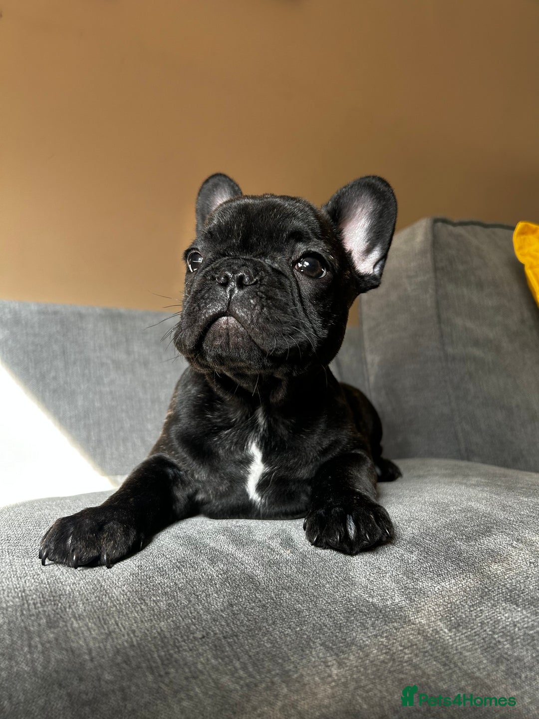 French Bulldog dogs for sale: KC, standard colours French Bulldog puppies🐾 - Image 23