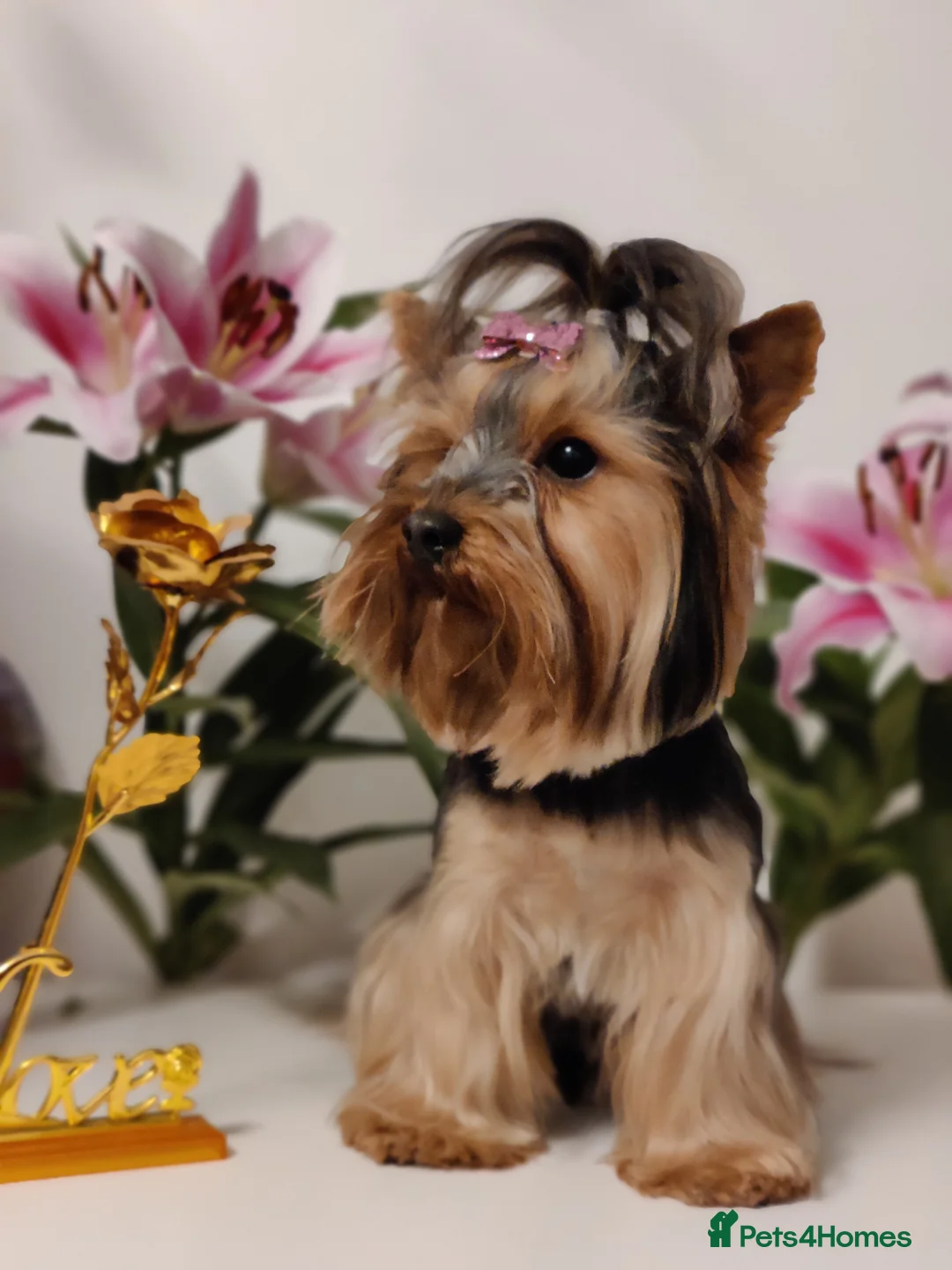 Yorkshire Terrier dogs for stud: Outstanding Yorkshire terrier for STUD only in Hull - Advert 13