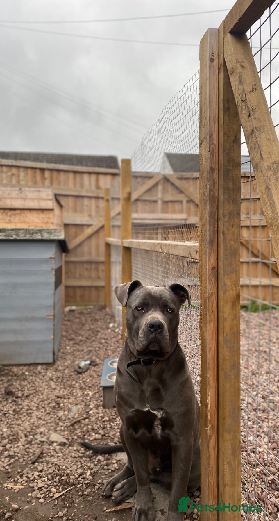 Cane Corso dogs Champion bloodline cane corso for stud  - Advert 1