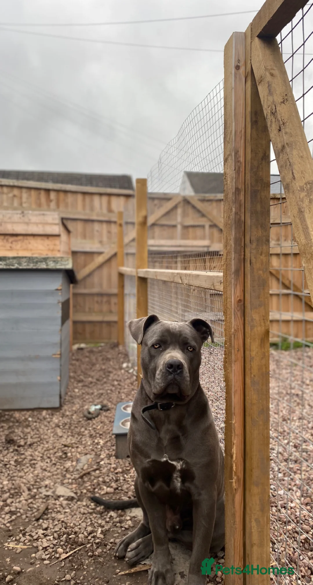 Cane Corso dogs for stud: Champion bloodline cane corso for stud  - Advert 1
