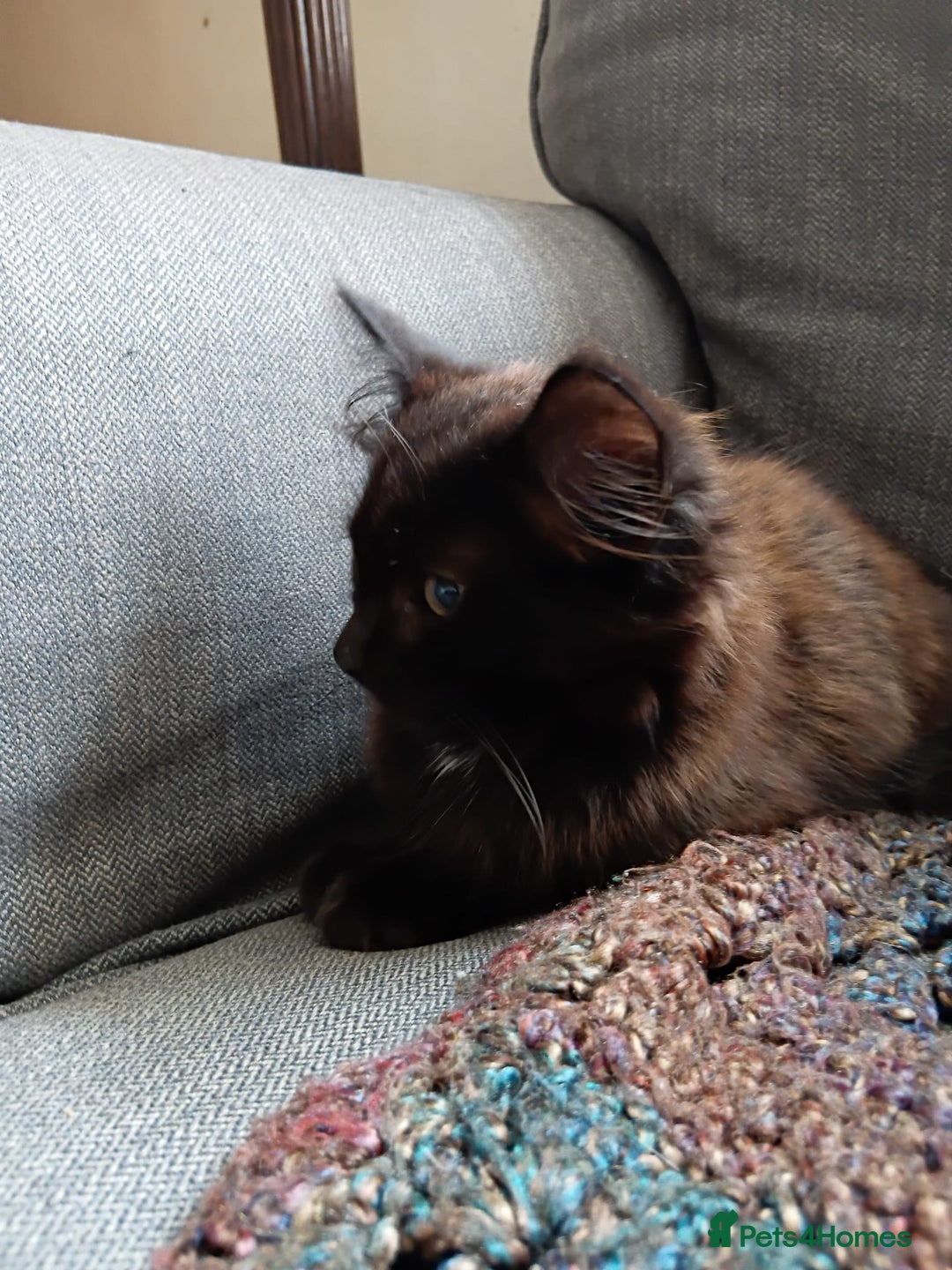 British Longhair cats for sale: Amazing fluff ball - Image 9