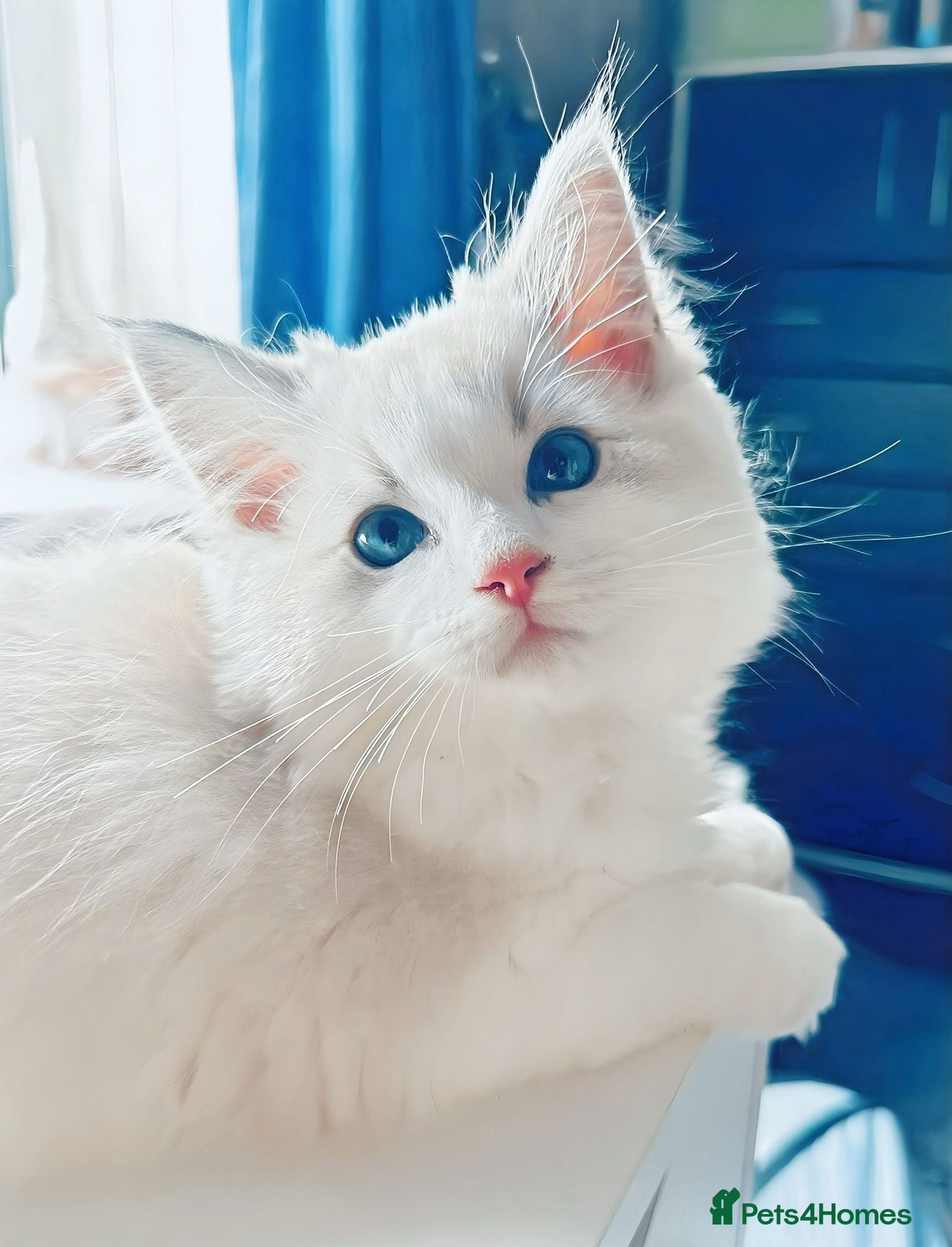 Ragdoll cats Ready now,DNA Tested Stunning Ragdoll Kittens - Advert 11