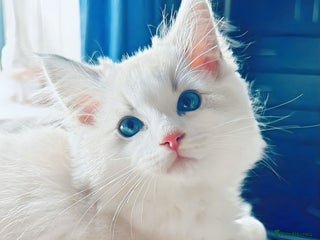 Ragdoll cats Ready now,DNA Tested Stunning Ragdoll Kittens - Advert 8