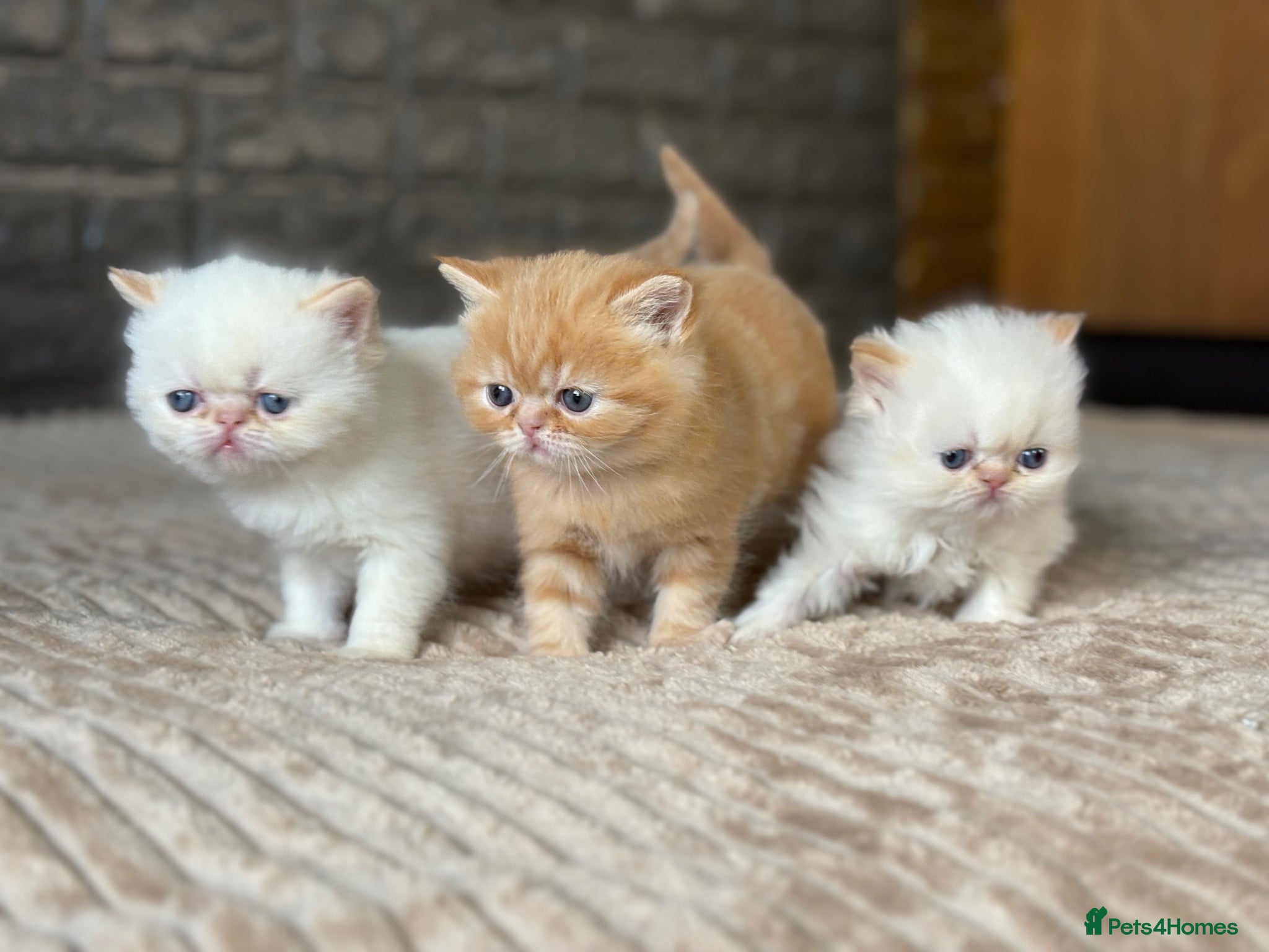 Exotic cats Stunning Exotic x Persian kittens - Advert 1