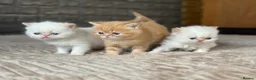 Exotic cats for sale: Stunning Exotic x Persian kittens - Advert 1