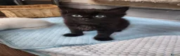 Mixed Breed cats for sale: Khao Manee mix kittens for sale  - Advert 3