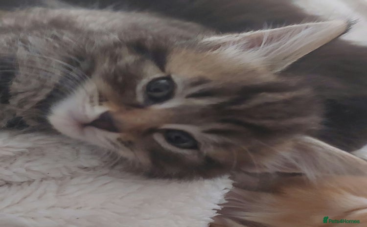 Domestic Shorthair cats - Advert 8