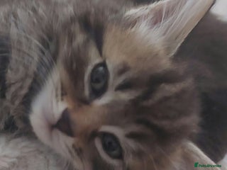 Domestic Shorthair cats - Advert 8