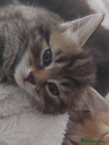 Domestic Shorthair cats - Advert 8