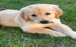 Golden Retriever dogs for sale: Teddy Bear Goldies - Image 25