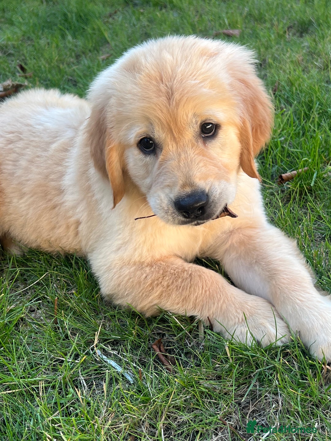 Golden Retriever dogs for sale: Teddy Bear Goldies - Image 25