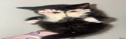 Mixed Breed cats for sale: British long haired mix breeds  - Advert 4