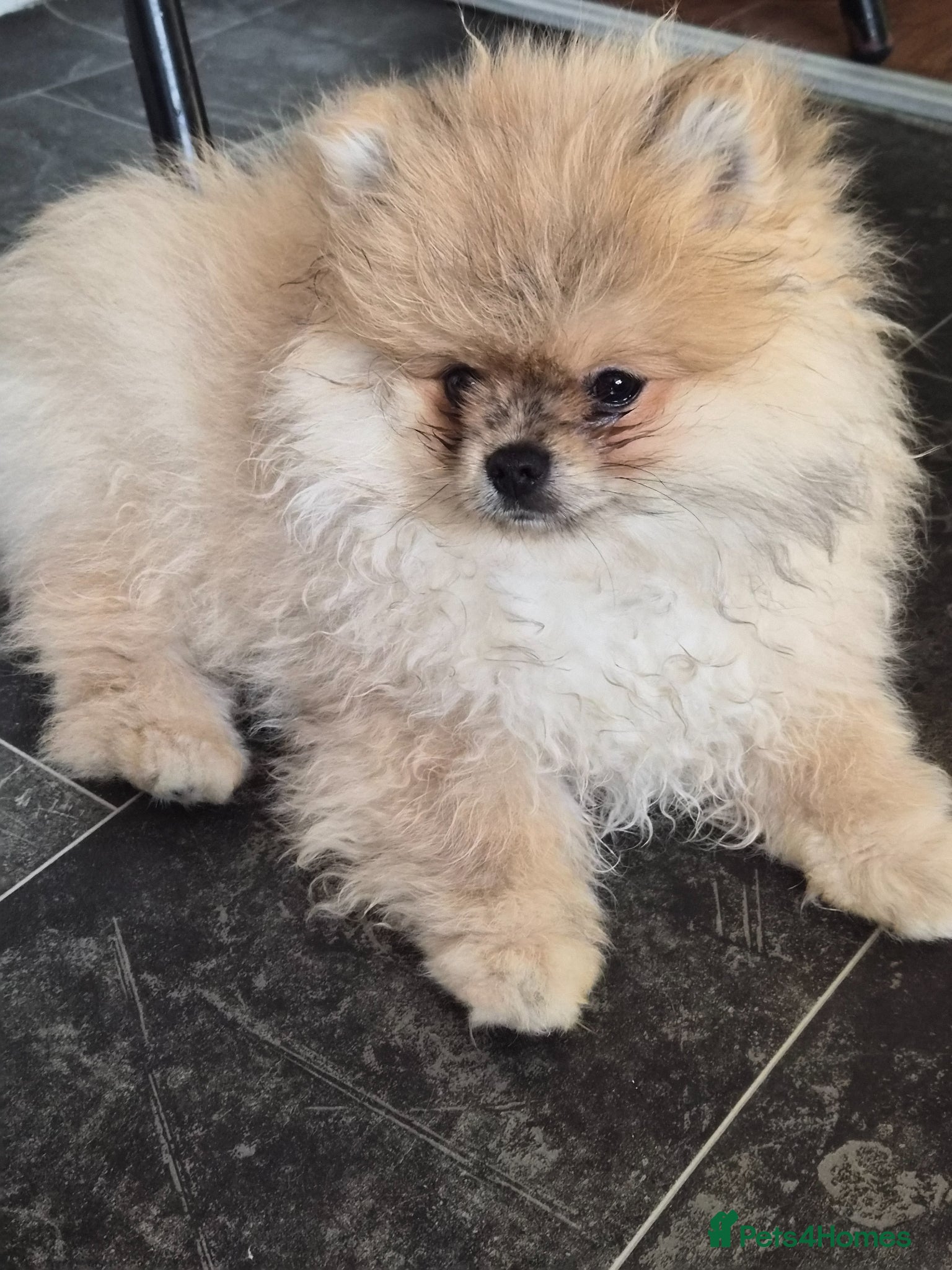 Pomeranian dogs Beautiful tiny pom boy💙💙 - Advert 1
