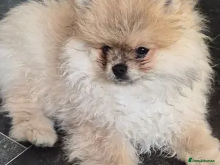 Pomeranian dogs Beautiful tiny pom boy💙💙 - Advert 1