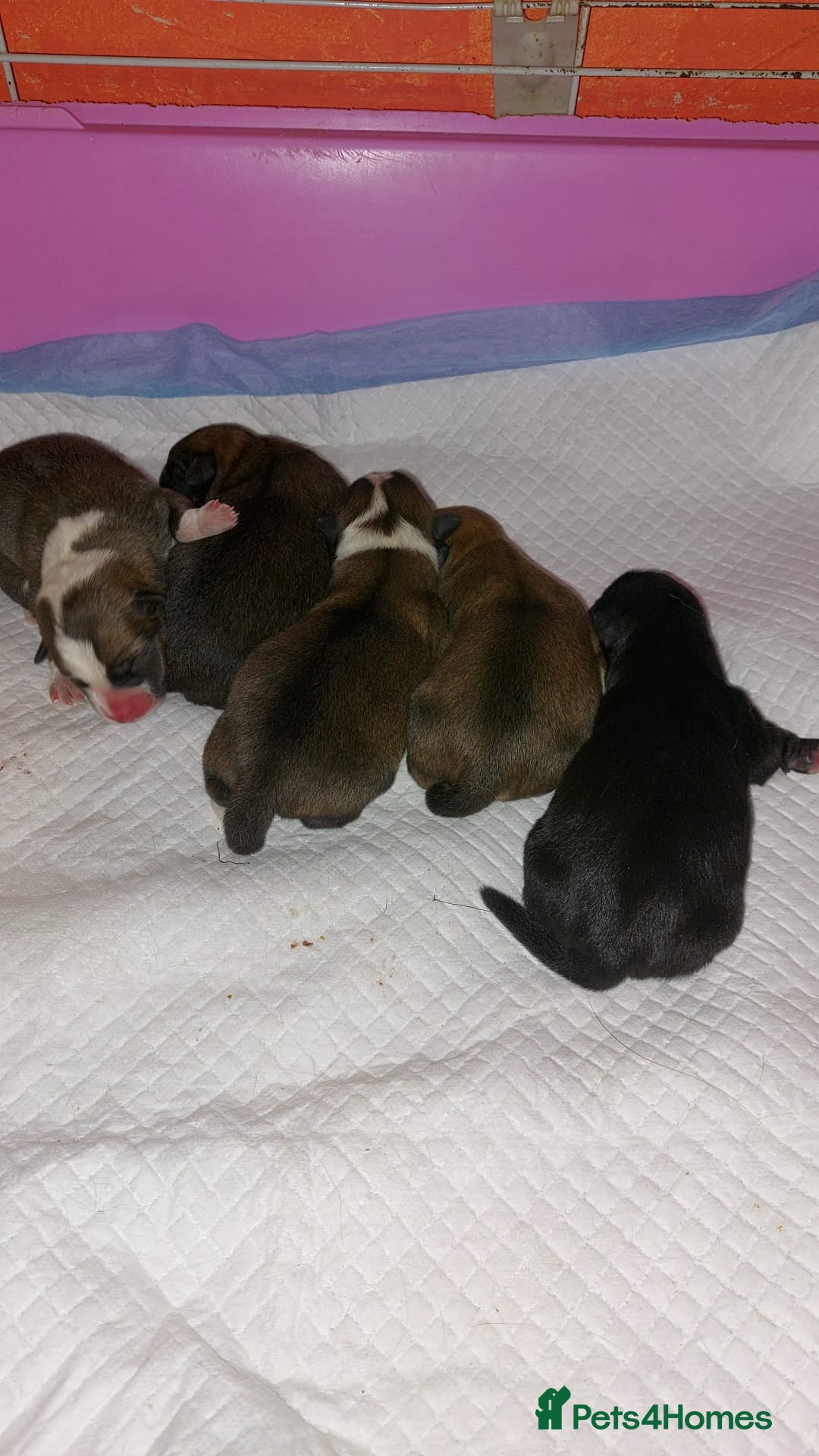Mixed Breed dogs Puppies for sale - Advert 1