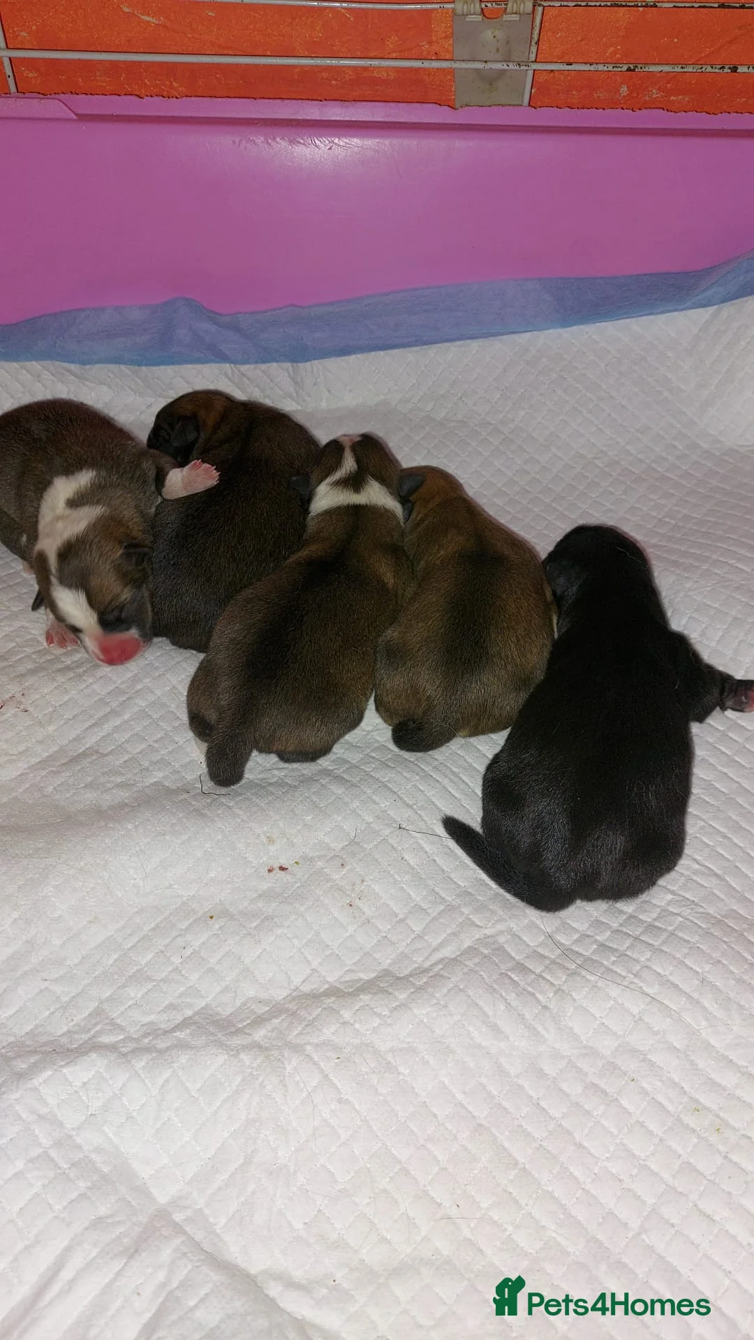 Mixed Breed dogs for sale: Puppies for sale - Advert 1