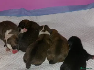 Mixed Breed dogs Puppies for sale - Advert 1
