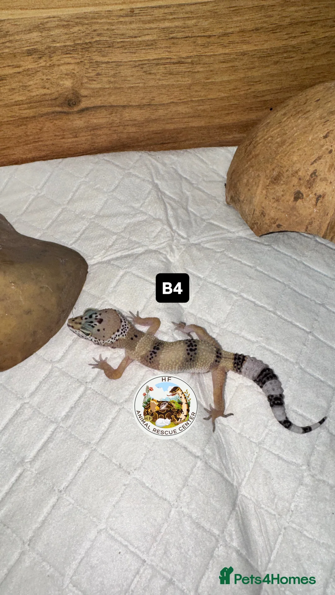 Leopard Gecko reptiles for sale: crested & leopard geckos - possible a full setup  - Advert 5