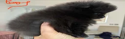 Pomeranian dogs for sale: Gorgeous Pom Puppies  - Advert 27