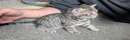 Mixed Breed cats for sale: 2 girls available  in Leicester - Advert 11