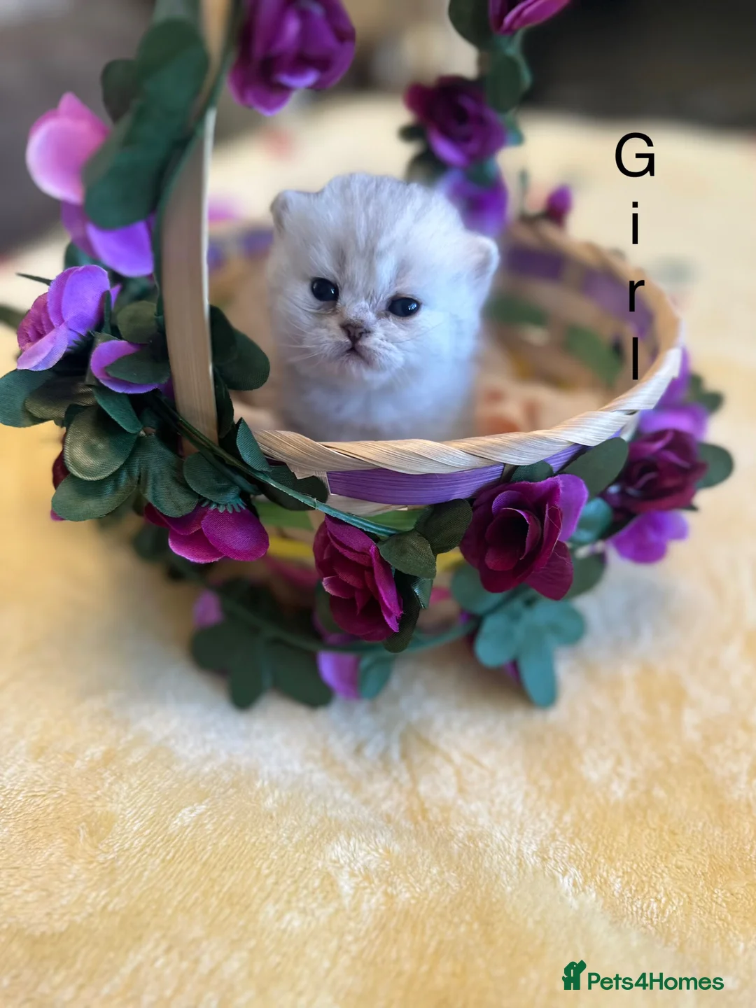 British Shorthair cats for sale: Gorgeous beautiful furr babies 😻 - Advert 2