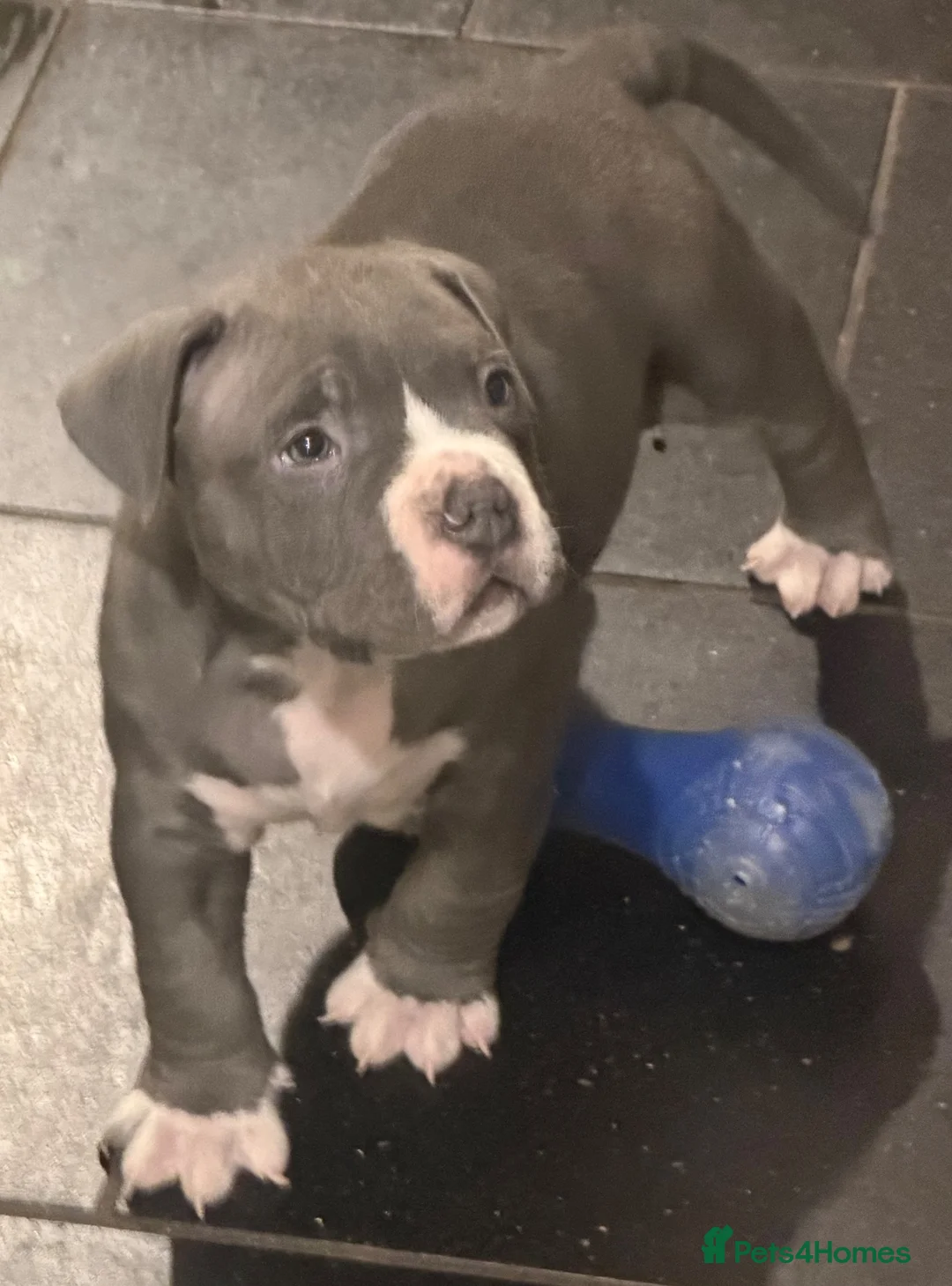 American Bully dogs for sale: Stunning chunky micro pocket Bullies  - Advert 2