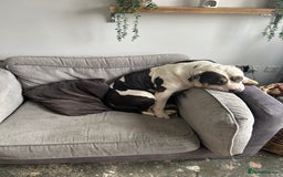 American Bulldog dogs for sale: Female (spayed) American bulldog  - Image 2