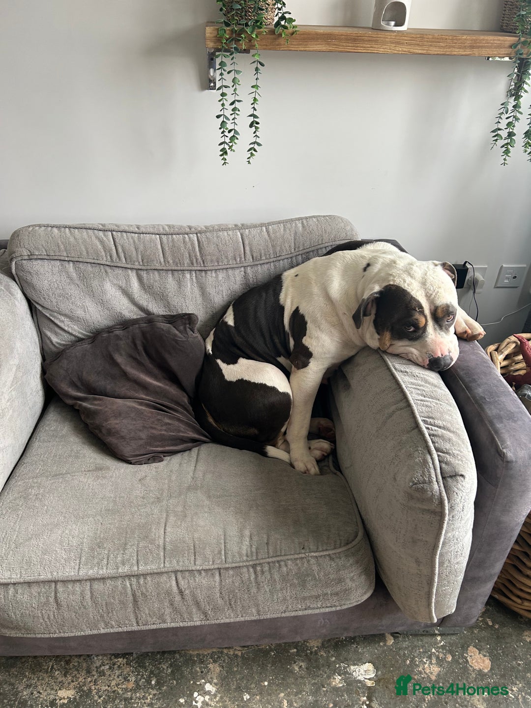 American Bulldog dogs for sale: Female (spayed) American bulldog  - Image 2