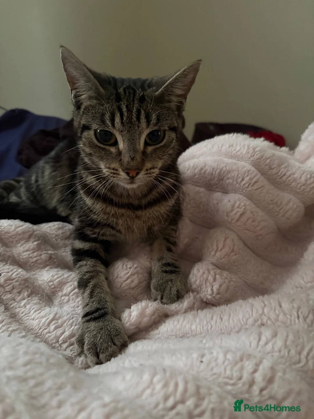 Mixed Breed cats for sale: Cute Tabby/Bengal cat called molly  in London - Advert 2