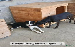 Mixed Breed dogs for adoption: Muppet, 18 months. Available for adoption. - Image 3