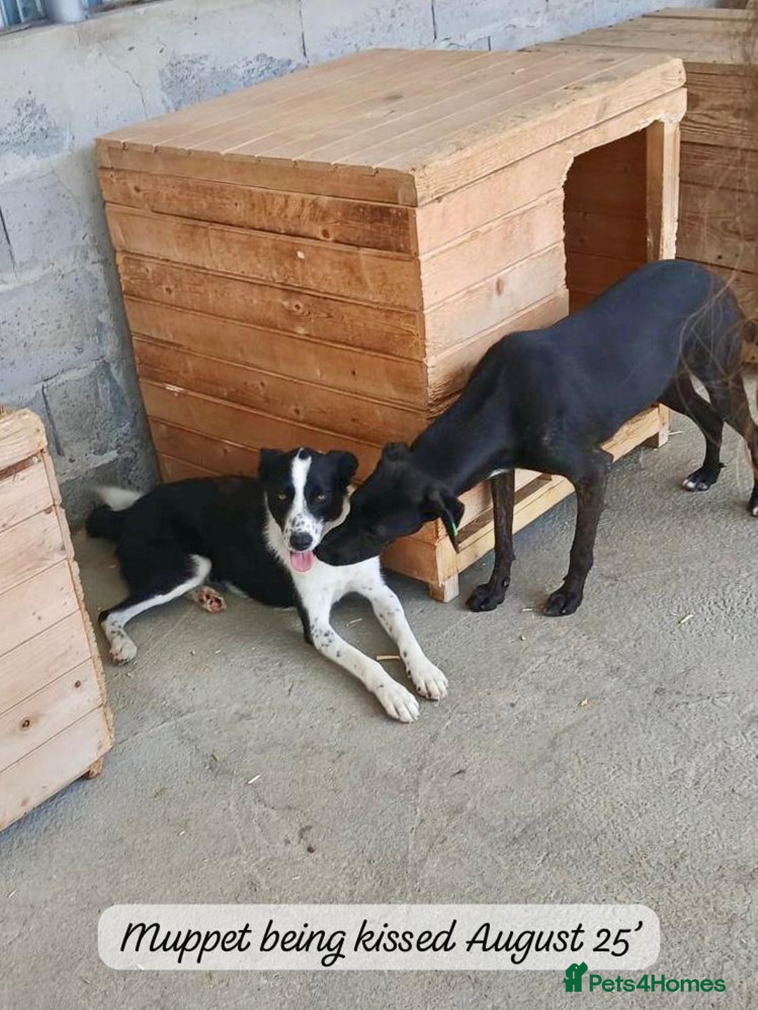 Mixed Breed dogs for adoption: Muppet, 18 months. Available for adoption. - Image 3