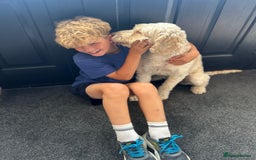 Cockapoo dogs for sale: 5 year old cockapoo girl  - Image 9