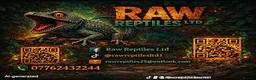 Gecko reptiles for sale: Female gold dust day gecko - Advert 2