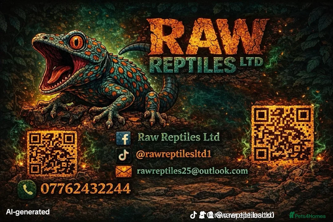 Gecko reptiles for sale: Female gold dust day gecko - Advert 2