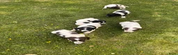 English Springer Spaniel dogs for sale: KC springer spaniels 1 male left ready to go  - Advert 29