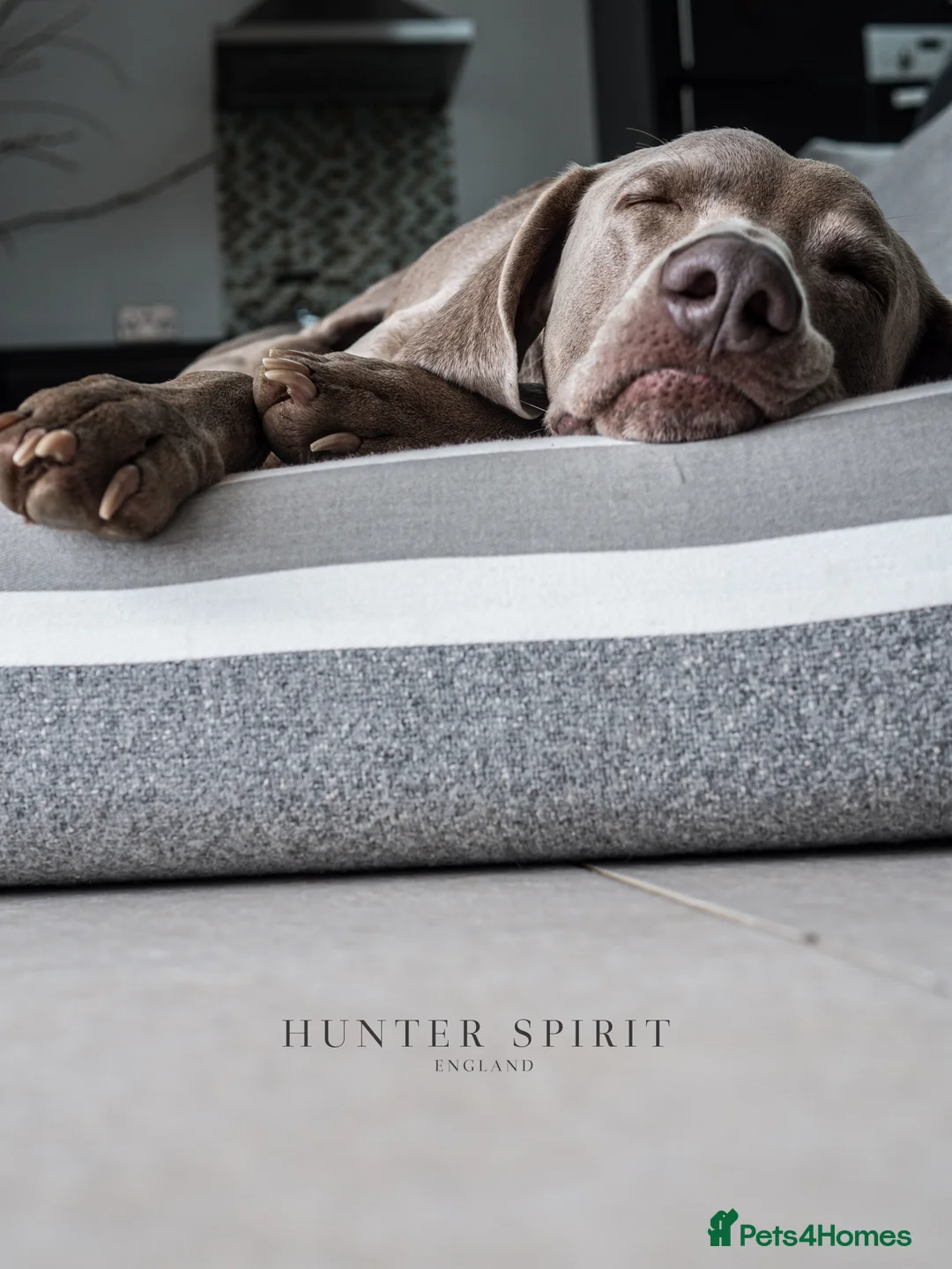 Weimaraner dogs for sale: HUNTER SPIRIT GUNDOGS - Advert 10