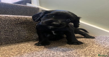 Sprocker dogs - Advert 2