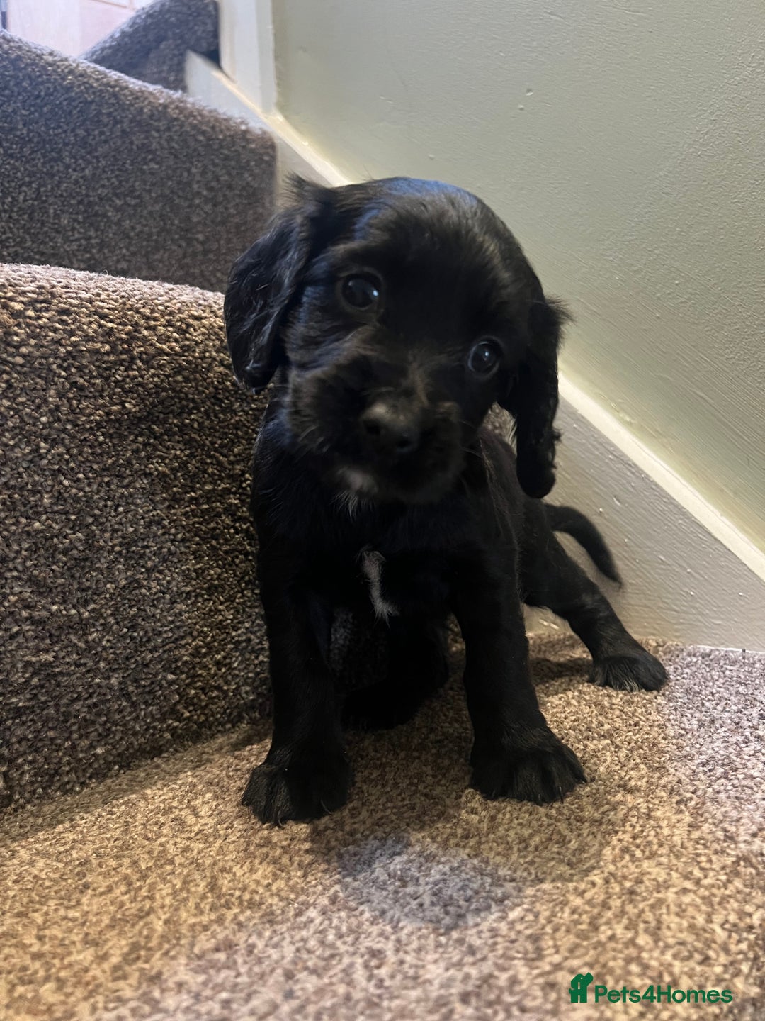Sprocker dogs for sale: Sprocker puppies bred in 5 * licensed premises  - Image 2