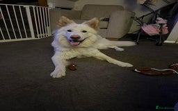 German Shepherd dogs for sale: Male German Shepherd looking for a new home - Image 4
