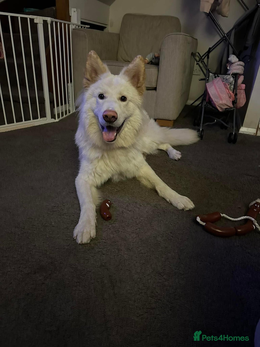 German Shepherd dogs for sale: Male German Shepherd looking for a new home - Image 4