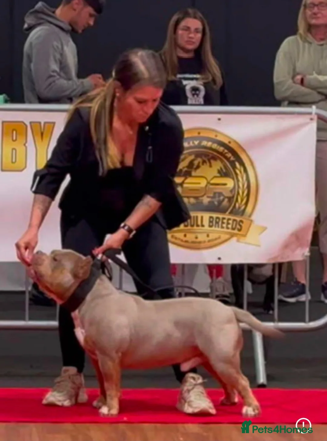 American Bully dogs for sale: American pocket bully pups - Advert 4