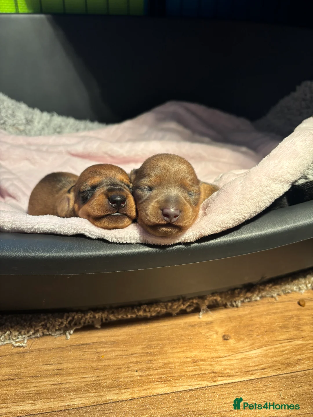 Miniature Dachshund dogs for sale: Miniature dachshund puppies  - Advert 10