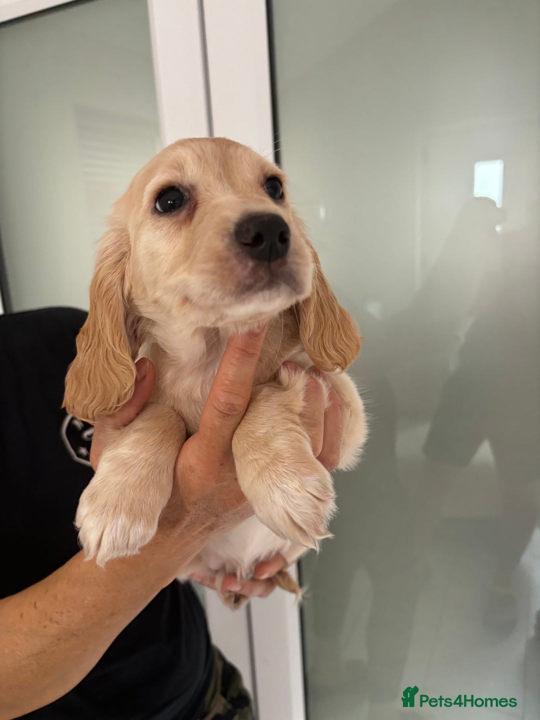 Cocker Spaniel dogs for sale:  show type dna health tested kc registered dad mum - Image 8