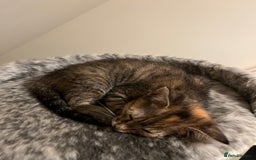 Mixed Breed cats for sale: Beautiful kittens ready for loving new homes.  - Image 33